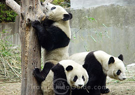 Panda of China