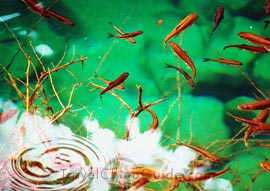 The fish in the Luwei Lake
