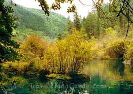Plants decorates the lake.