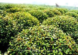 Tea on trees
