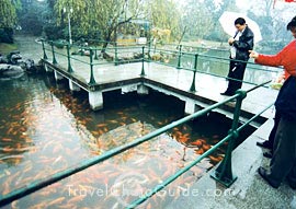  Viewing Fish at Flower Harbor Park
