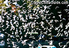 The lake is inhabited by many birds.