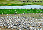 Bird Island