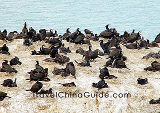 Cormorants inhabit on this island