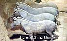 Terra Cotta Horses