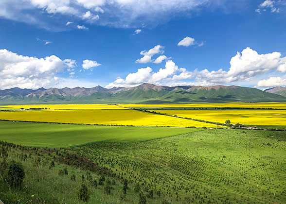 Qinghai pupils