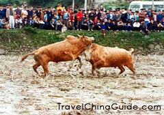 "Bullfight, one main activity of Miao festivals."