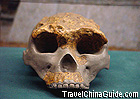 An exhibition of prehistoric times
