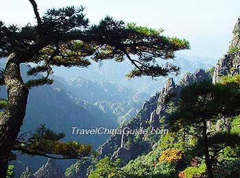 Huangshan Pine