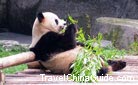 Bamboos are pandas' favorite food.