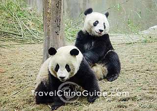 Two lovely pandas