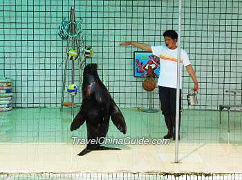 An acrobatic seal in Xi'an Zoo
