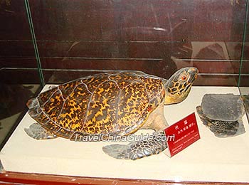 Hawksbill turtle's shell can be used in medicine.