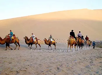 Camel Train