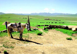 Sangke Grassland, Xiahe 