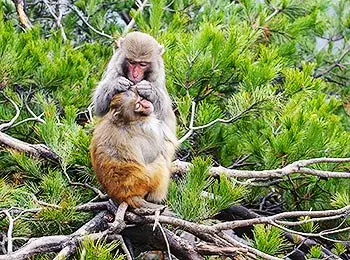 Monkeys, Zhangjiajie 