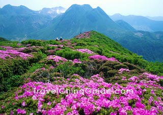 One-Hundred-Li Azalea Belt, Guizhou