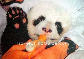 3-Month Baby Panda