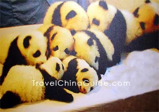 6-Month Panda Cubs