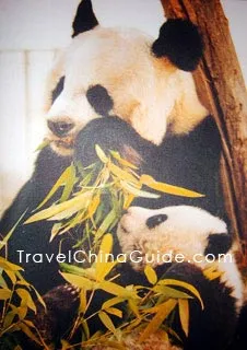 Panda Mother and Child