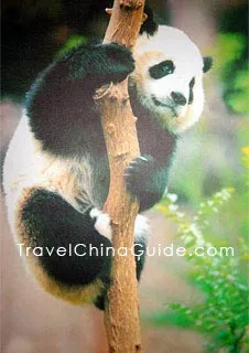 A lovely panda of one year old climbing the tree.