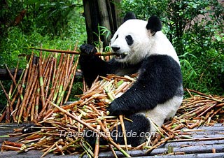 Wolong Panda Reserve