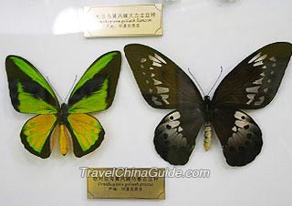 Specimens of Butterflies