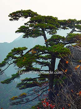 Huangshan Pines