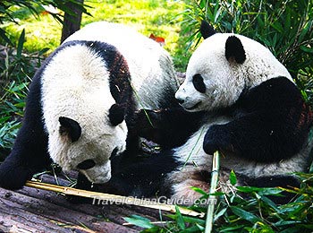 Pandas in Shenzhen Safari Park