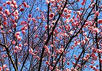 Enjoy Peach Blossoms