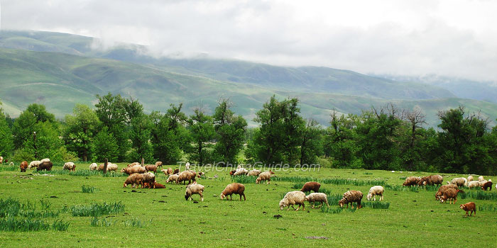 Nalati Grassland, Xinjiang