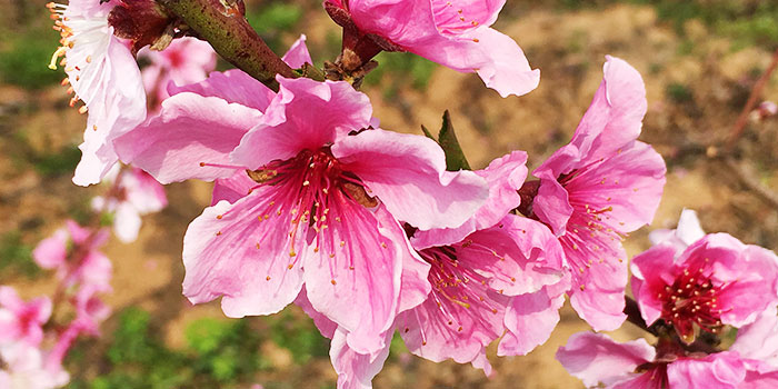 Peach Blossoms in Nyingchi