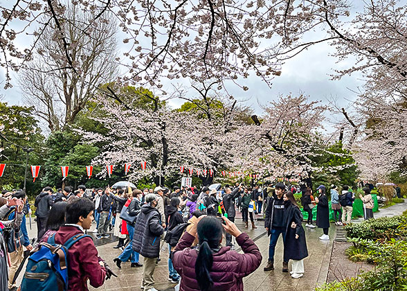 Cherry Blossoms Viewing