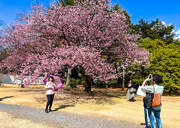 Japan Cherry Blossoms