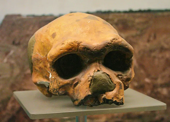 Fossilized-skull of early humans
