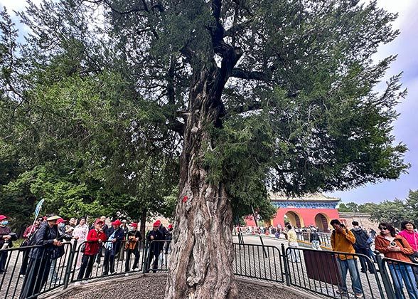 Nine-Dragon Cypress, Temple of Heaven Nine-Dragon Cypress, Temple of Heaven