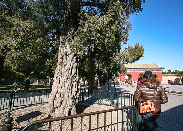 Nine-Dragon Cypress, Temple of Heaven Nine-Dragon Cypress, Temple of Heaven