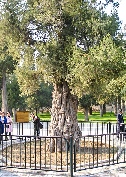 Nine-Dragon Cypress, Temple of Heaven Nine-Dragon Cypress, Temple of Heaven