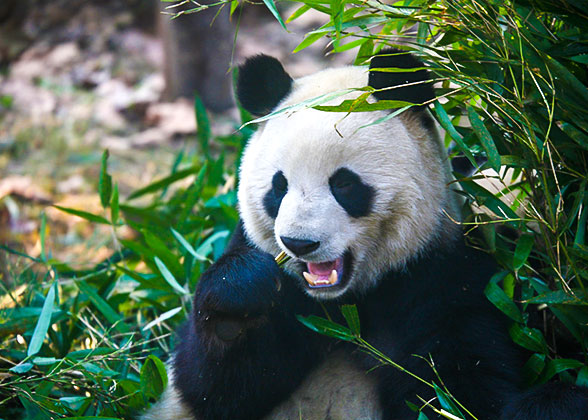 Giant panda at Chongqing Zoo