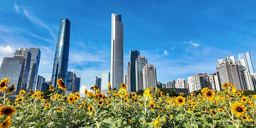 Blooming Sunflowers at Huacheng Square Blooming Sunflowers at Huacheng Square