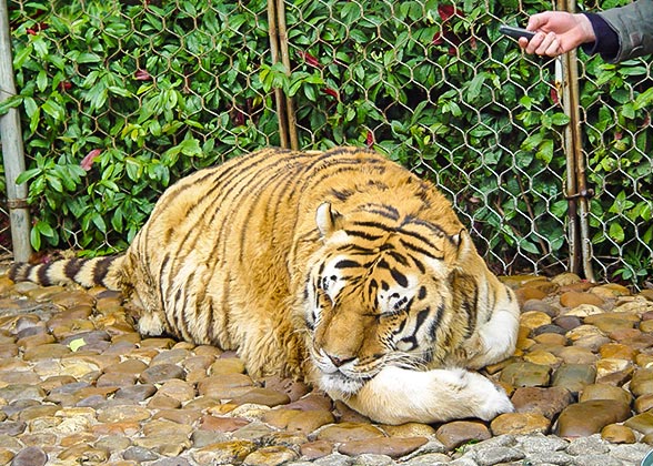 Tiger in Guilin Zoo