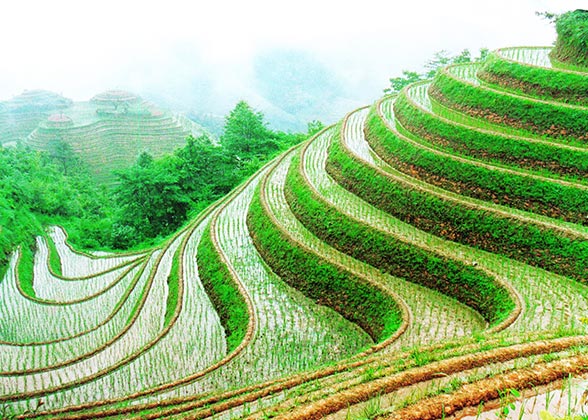 Green Longji Rice Terraces Green Longji Rice Terraces