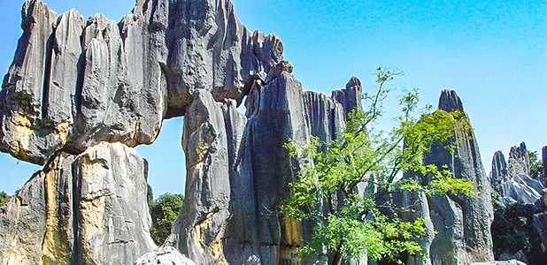 Stone Forest