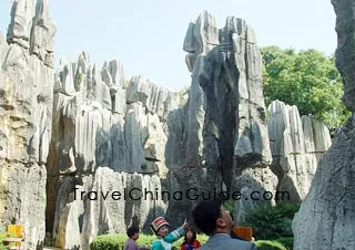 The Stone Forest