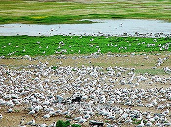 Bird Island, Qinghai Lake