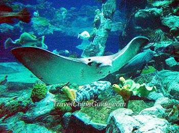 Shark Aquarium, Hong Kong Ocean Park