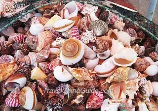 Beautiful shells on sale