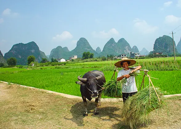 Li River Scenery in Yangshuo