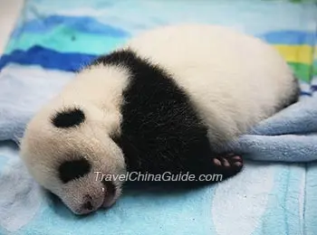 The little Panda