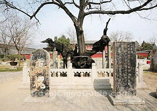 The Tang Pagoda Tree Embraces Her Child
